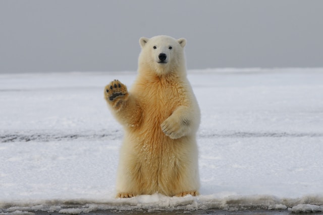 Polar Bear Greeting with Paw